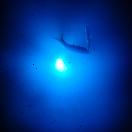 LED vs. HID: Which Type of Dock Light Is Right for You?