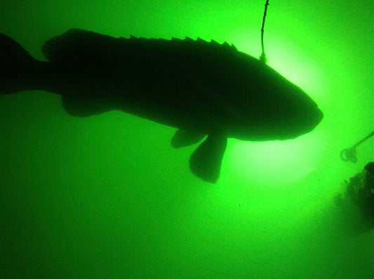 Maintaining Your Underwater Fish Lights for Long-Term Use