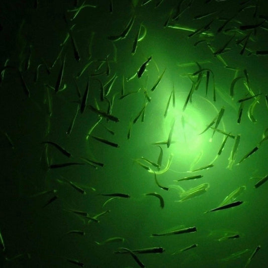 Can I Put My Fish Light on a Timer?