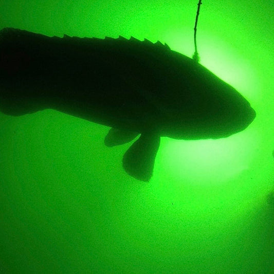 Can I Put a Fish Light in Murky Water?