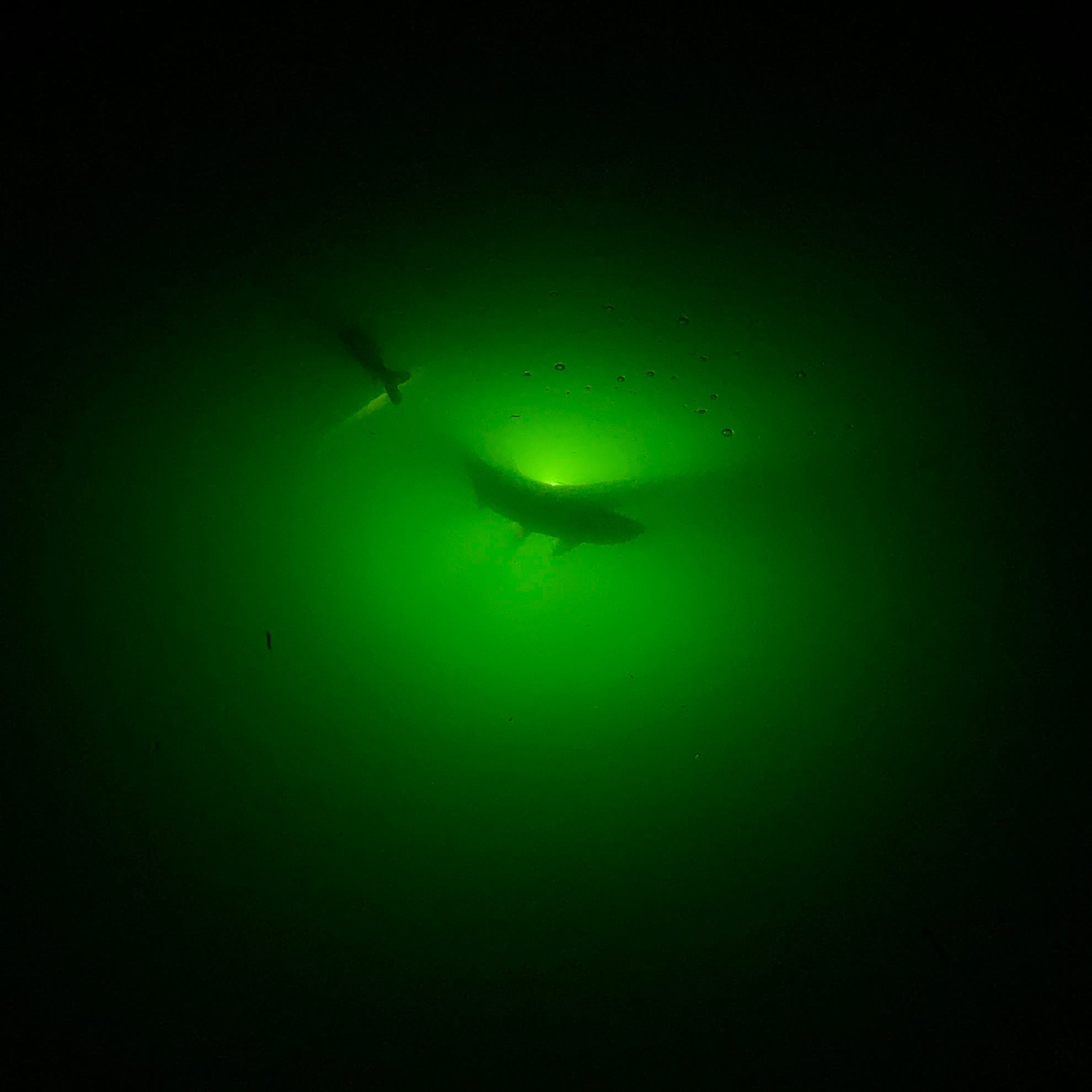 Do Fish Lights Work In Tampa? – Underwater Fish Light