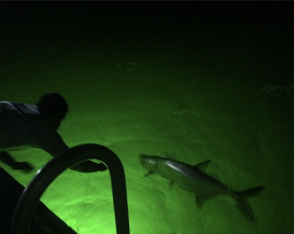 Fish Light Meat How Do Fish Lights Work? β Underwater Fish Light