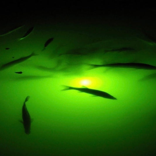How Do Underwater Lights Attract Fish?