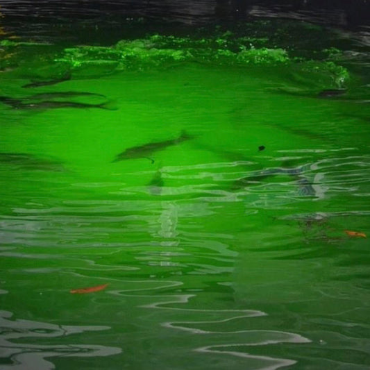 How Long Will It Take to See Fish at My Dock?