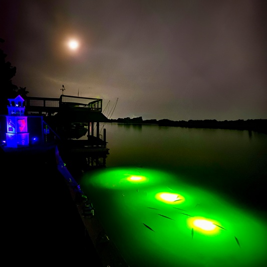 Marine food chain showing baitfish and predator fish gathering around an underwater dock light