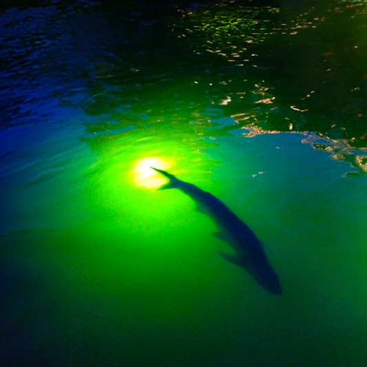 How to Catch More Snook Around Lighted Docks