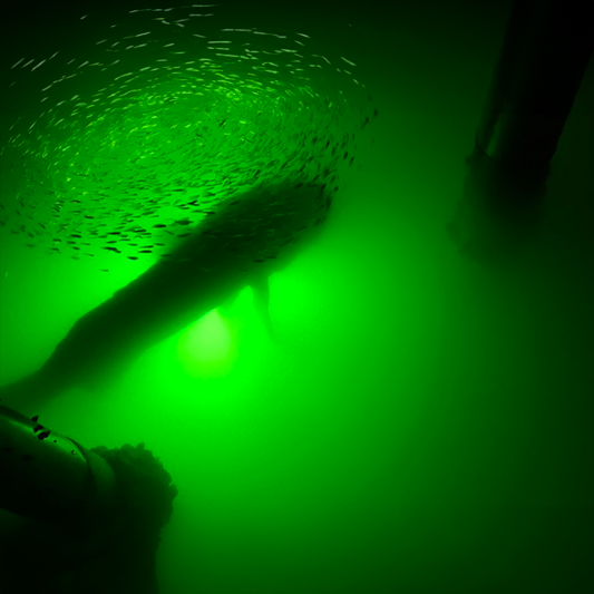 What Is Phototaxis? Why Plankton Are Drawn to Light
