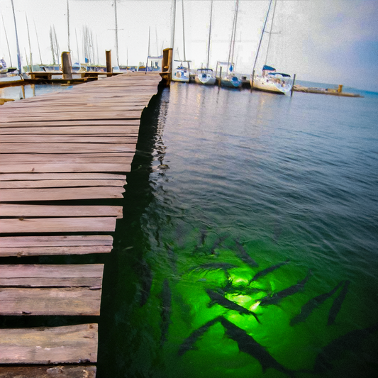 Matching the Hatch: Identifying Baitfish Around Dock Lights