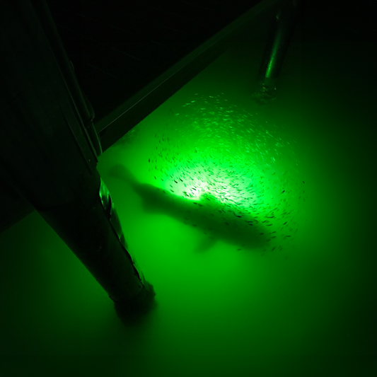 How Water Temperature Affects Fish Activity Around Dock Lights