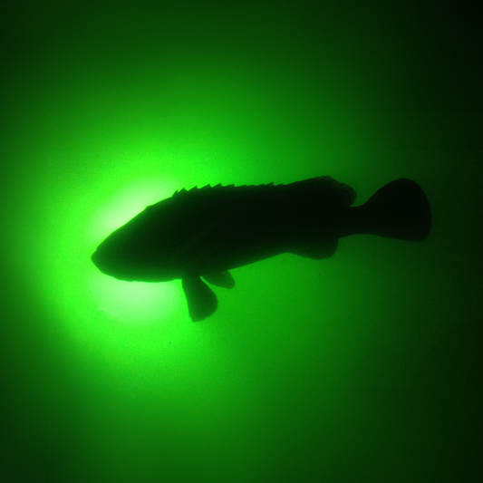Best Lures for Fishing Around Underwater Dock Lights