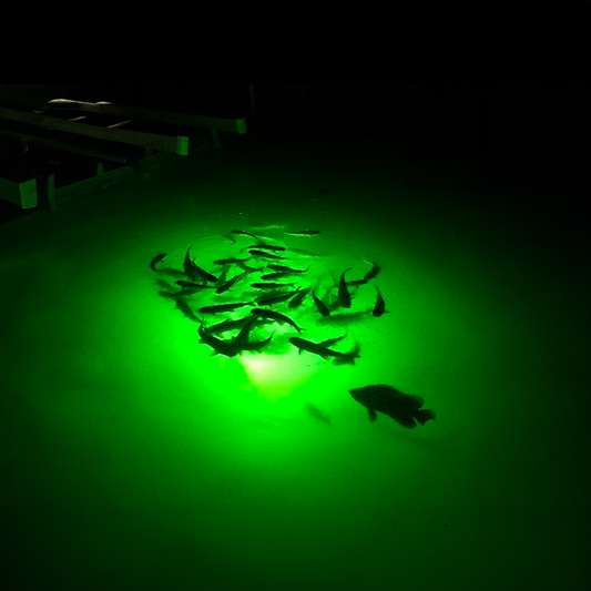 School of baitfish swimming around a green underwater dock light at night