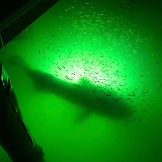 Using Underwater Lighting to find and catch Fish