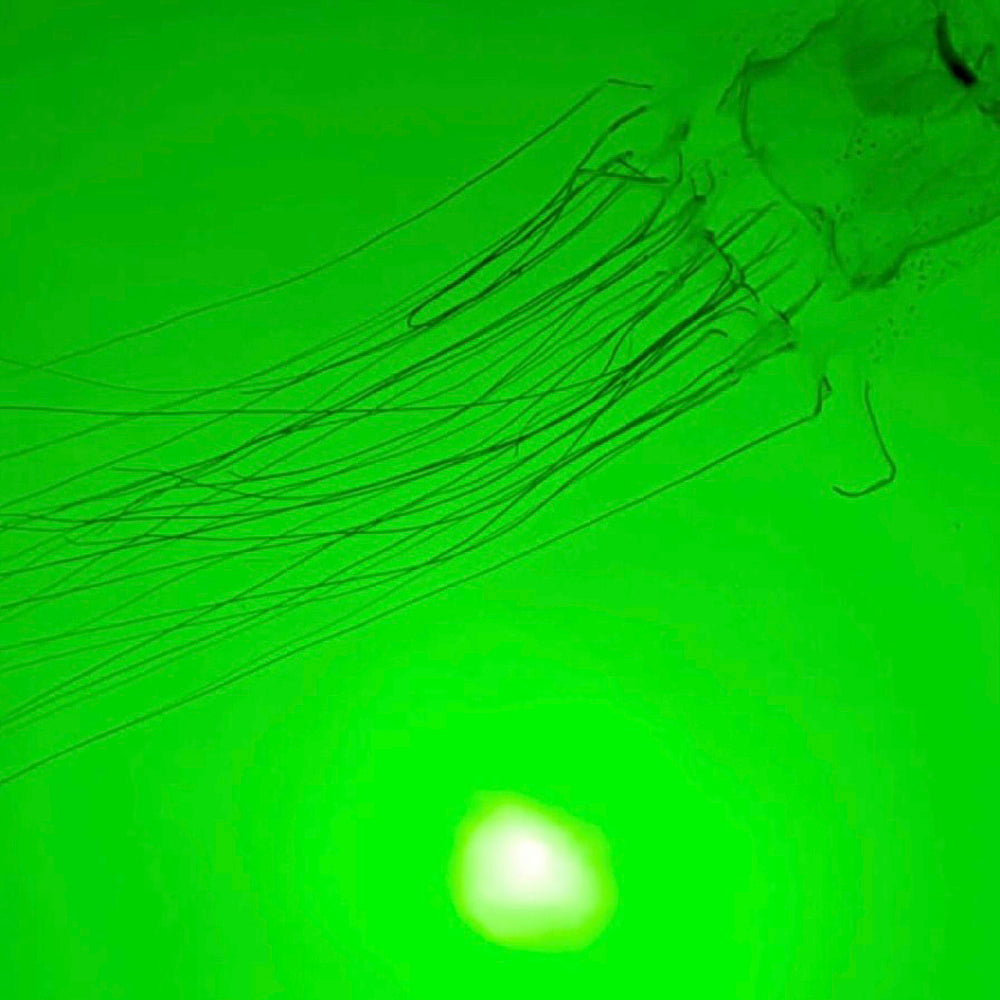 Which Fish Light Is Better; HID or LED? – Underwater Fish Light