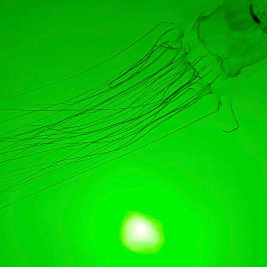 Which Fish Light Is Better; HID or LED?