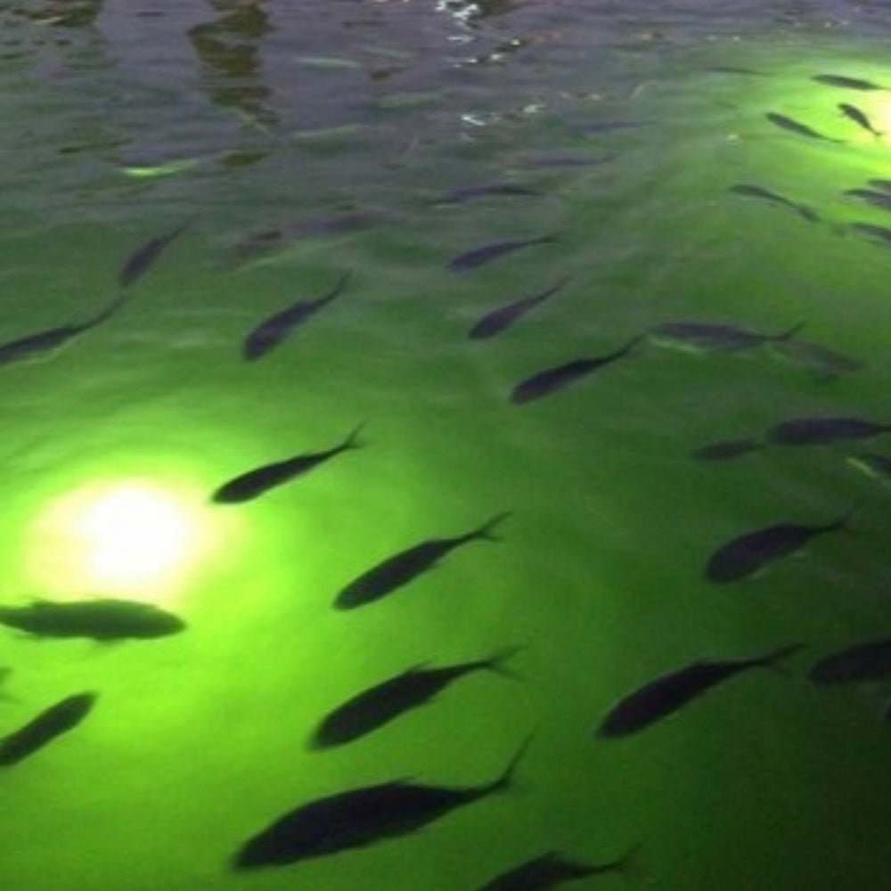 Why Does My Fish Light Look Dim? – Underwater Fish Light