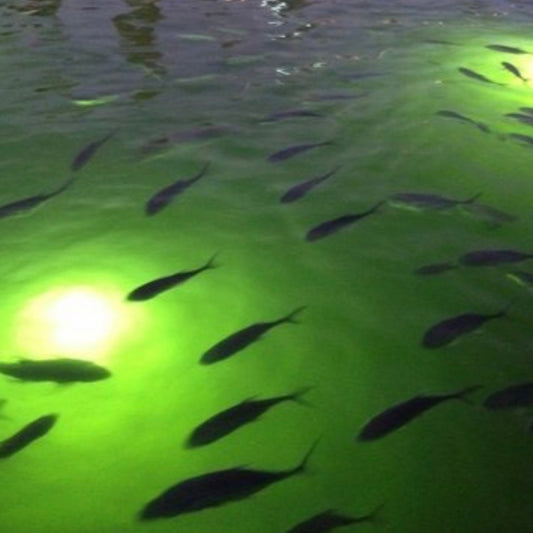 Why Does My Fish Light Look Dim?