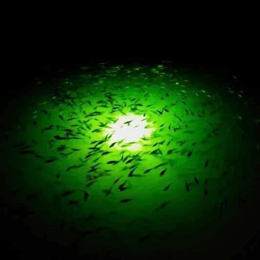 Will I See Fish at My Dock?