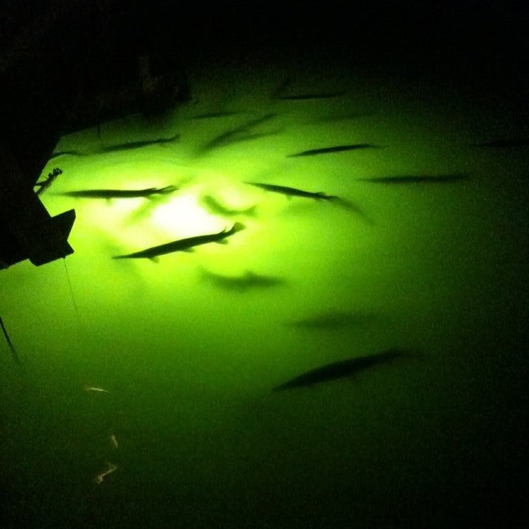 12v LED Fishing Light image 4