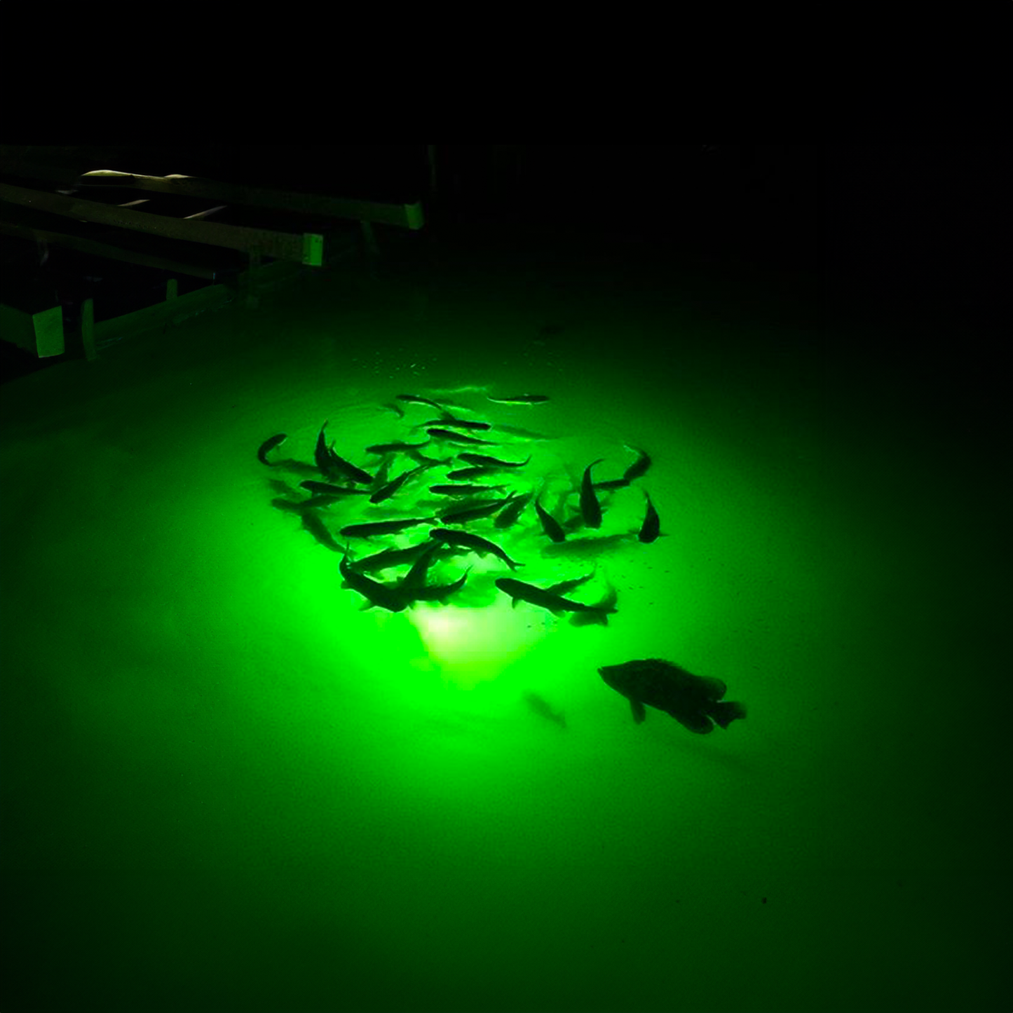 Double Fish Light System