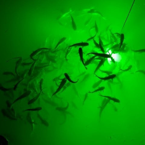 12v LED Fishing Light image 3