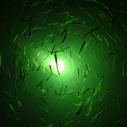 12v LED Fishing Light image 5