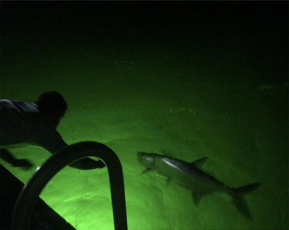 Fishing For Tarpon At Dock Lights In Cape Coral – Underwater Fish Light