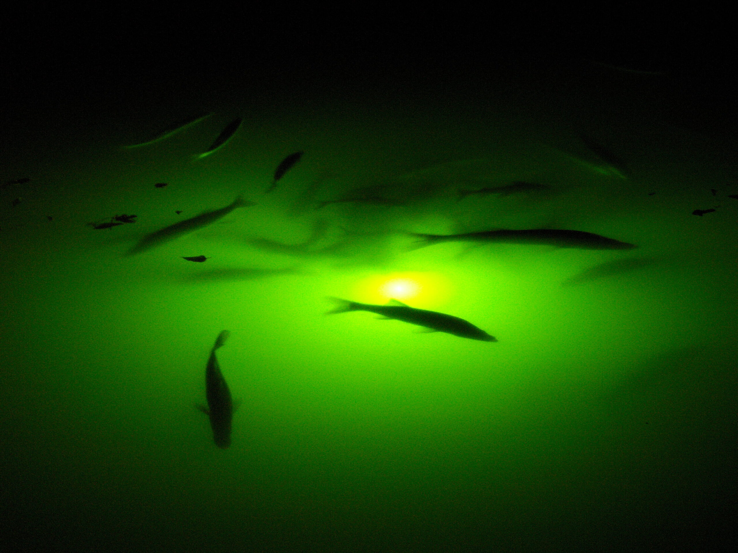 Gallery – Underwater Fish Light