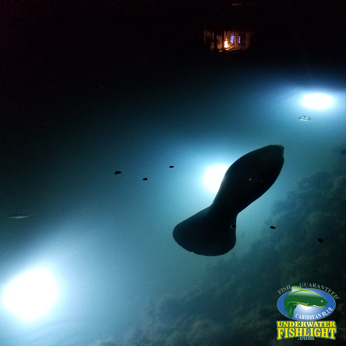 Extra Bright Single Fish Light For Docks – Underwater Fish Light