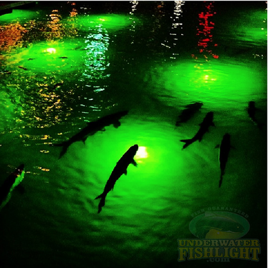 Gallery – Underwater Fish Light