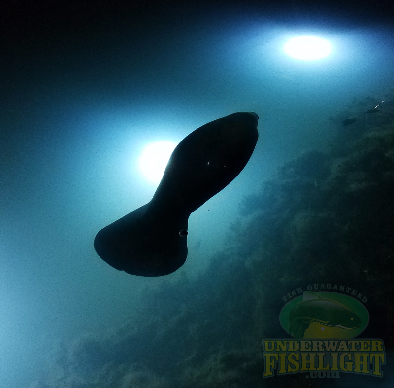 220v Underwater Fishing Lights – Underwater Fish Light