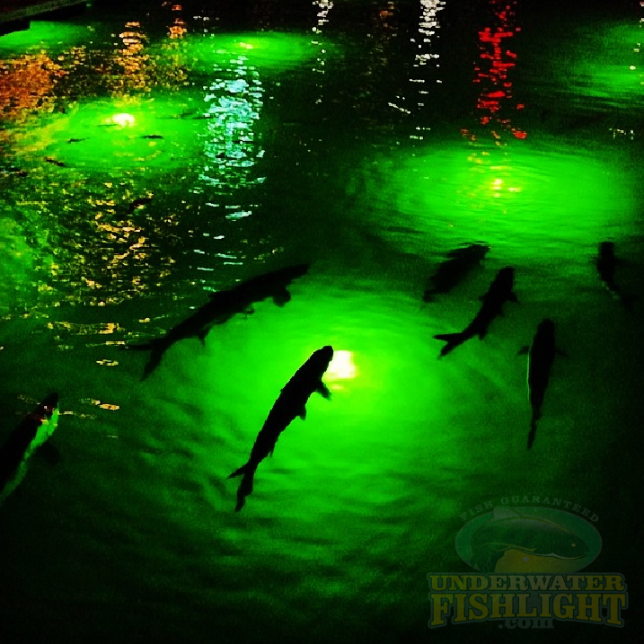 Underwater Fish Light - Happy Customers & Tons of Fish! Snook, Mullet,  Catfish Gar 