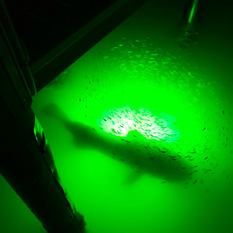 Green White 12V Underwater LED Floating Crappie Fishing Light