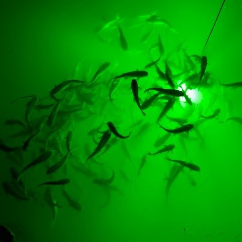 12v Underwater Led Fish Lights Strong Waterproof Light Night