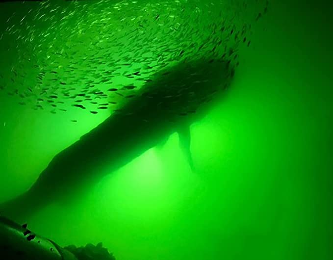 Fishing The Best Underwater Green Light