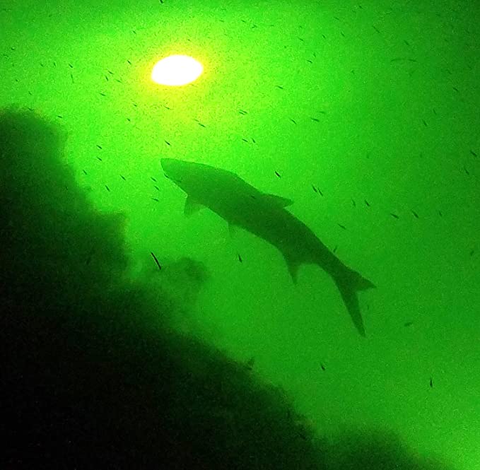 Classic Quad Fish Light For Docks – Underwater Fish Light