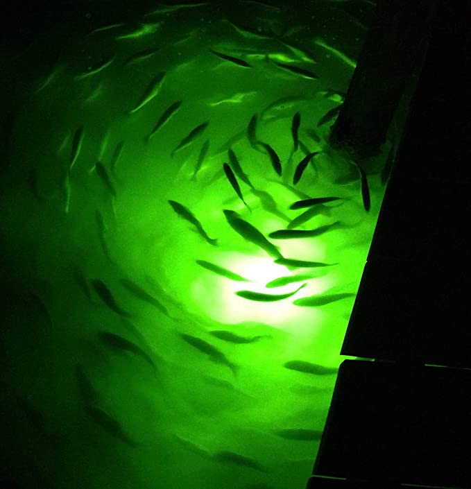Why LED Green Fishing Lights is Preferred  Fish background, Underwater  world, Underwater fish