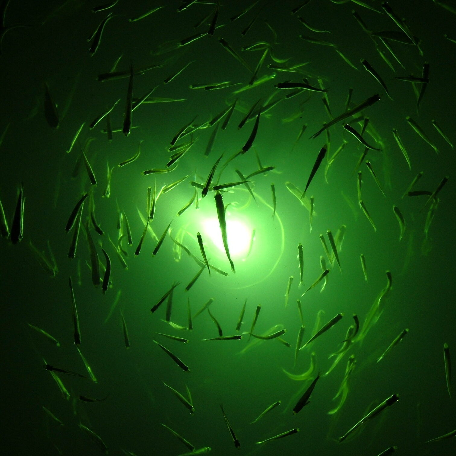 How Fish Lights Work