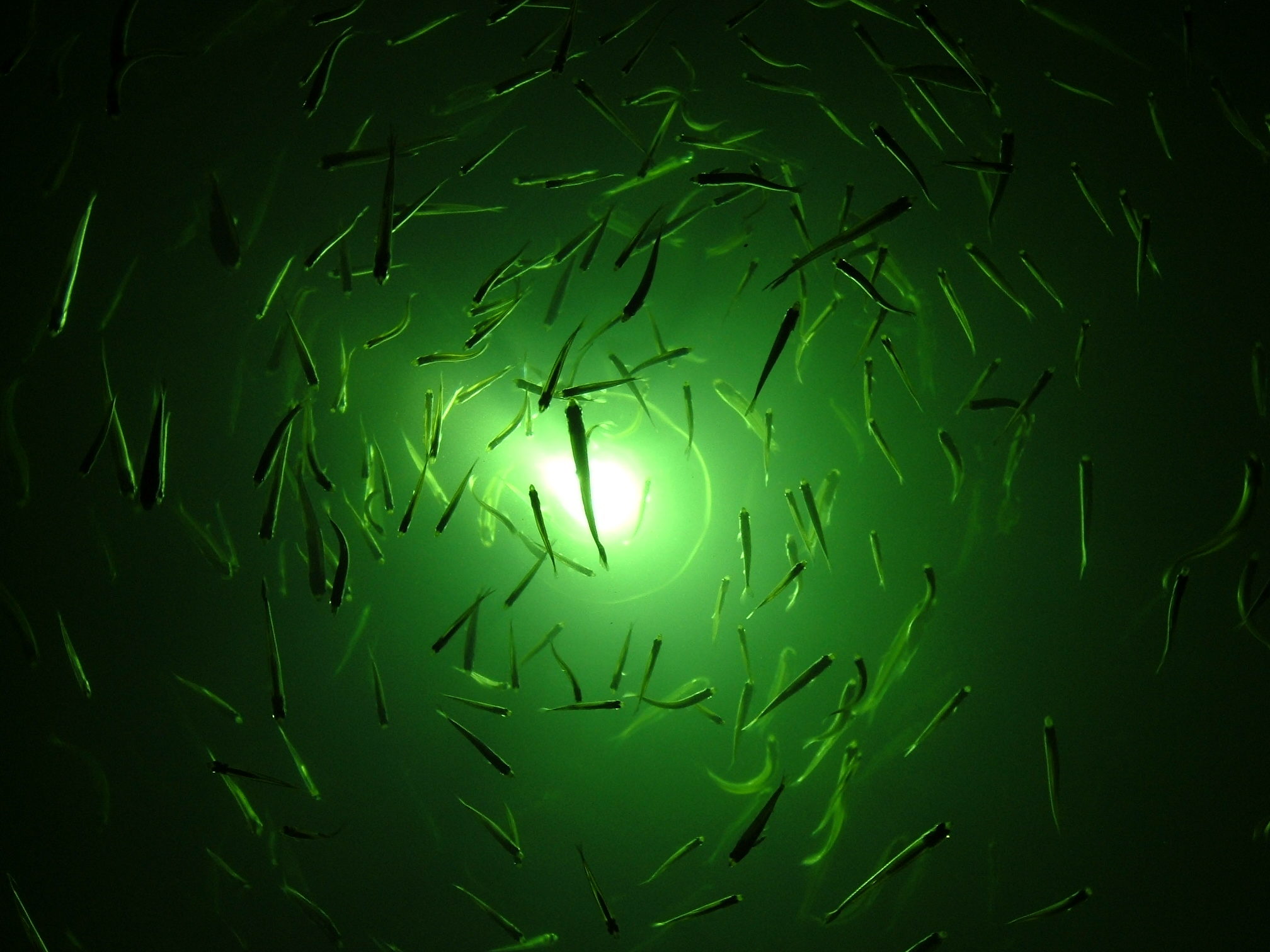 Unterwasser Mini Fisch Attraktion Indikator Köder LED Blinkende Lichter #JT1 