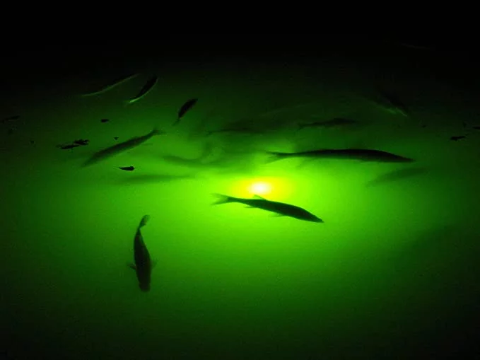 Snook Lights Underwater Fish Light